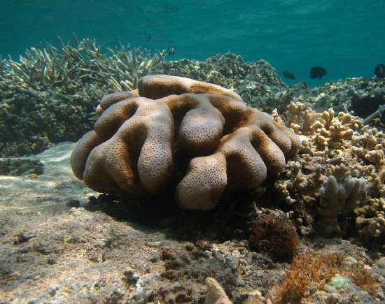  Cyphastrea serilia (Meteor Corals/varies with colors)
